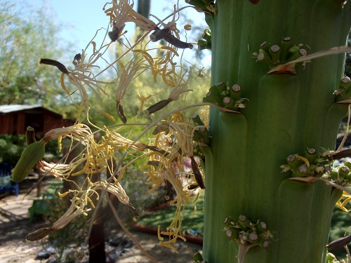 agave seedss.JPG